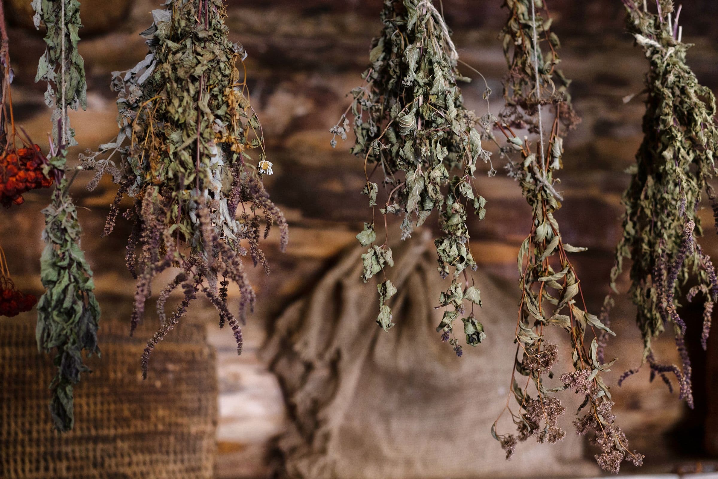 Bundles of dried herbs hanging to cure in a rustic storeroom